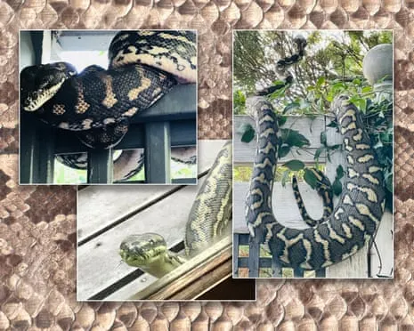 Accepting the Snakes in the Overhead Space: An Evolution from Dread to Admiration